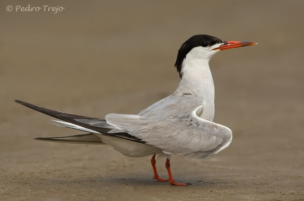 Charran común (Sterna hirundo)